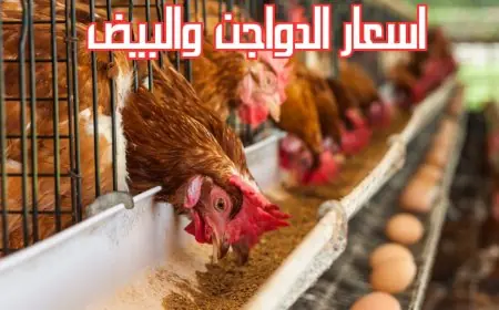 الفراخ البيضاء بقت بتراب الفلوس!.. بورصة الدواجن اليوم اسعار الفراخ البيضاء اليوم الاثنين 12 اغسطس 2024 في الاسواق والمحلات