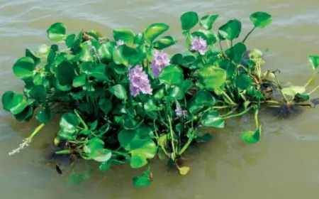 ظهور نبات غريب في نهر النيل.. وزارة الموارد المائية والري توضح ان اعداده بالمليارات