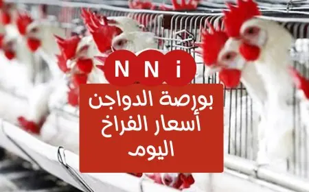 النهاردة في الأسواق.. أسعار الدواجن والبيض اليوم مش هتصدقها، شوف الفراخ البيضاء بكام