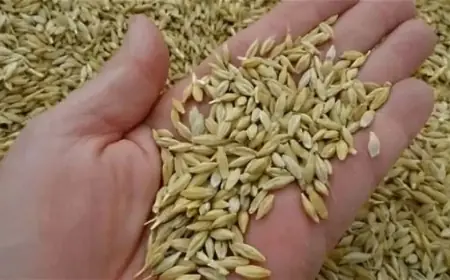 سعر الأرز النهاردة اتغير؟.. سعر طن الأرز الشعير اليوم الثلاثاء الموافق 9 يوليو 2024 للمُستهلك والتجار