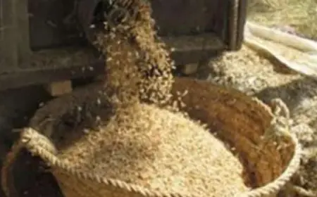 يا ترى الطن بكام.. تعرف على سعر طن الأرز الشعير اليوم الاثنين 22  يوليو 2024 في مصر بكل أنواعه