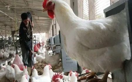النهارده الفراخ نزلت ولا طلعت؟.. اعرف آخر تطورات أسعار بورصة الدواجن الفراخ البيضاء الخميس 15 أغسطس 2024