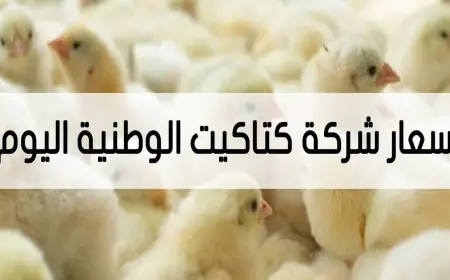 عايز تعرف بكم الكتكوت النهارده؟.. شوف سعر كتكوت الفراخ الوطنية اليوم الاثنين 12 أغسطس 2024