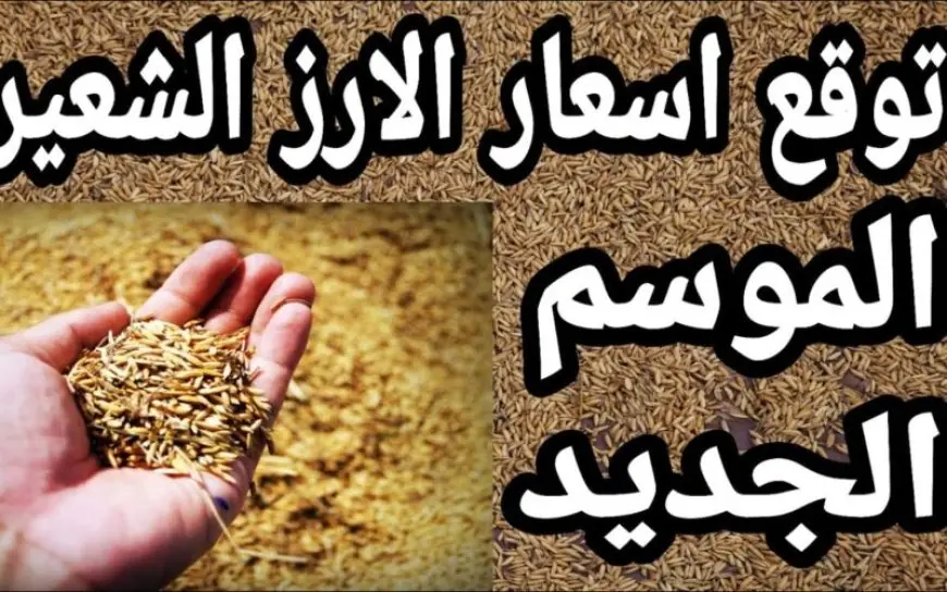 الأرز الشعير بكام النهاردة؟.. اسعار الارز الشعير اليوم الاربعاء 14 اغسطس 2024 في الاسواق واخر اسعار السلع التموينية في مصر