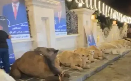أزمة في الانتخابات بالأردن بسبب ذبح مرشح 38 جملًا !!
