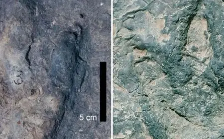 اكتشاف آثار “متطابقة” لديناات في إفريقيا وأمريكا الجنوبية