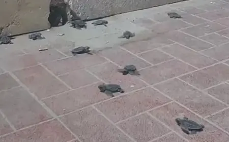 سلاحف البرازيل تنجو من الأورام وتستعيد صحتها بعد تحسن جودة المياه