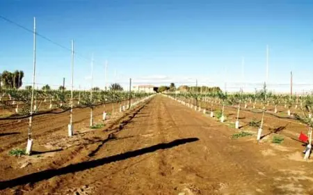 عادل زيدان: تكلفة استصلاح الفدان حاليا ربع مليون جنيه