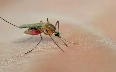 فرض حظر تجول في ولاية أمريكية بسبب البعوض