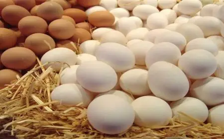 أسعار البيض اليوم السبت في الأسواق (موقع رسمي)