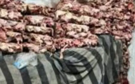 ضبط 15 طن لحوم ودواجن غير صالحة للاستهلاك الآدمي بالجيزة