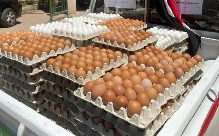 انخفاض أسعار البيض البلدي اليوم الاثنين في الأسواق (موقع رسمي)