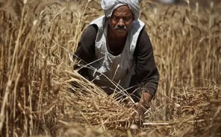 في عيد الفلاح الـ72.. مؤشرات قطاع الزراعة بمصر وصموده أمام التحولات الاقتصادية