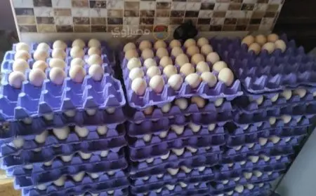 تفاصيل إحالة عدد من كبار منتجي البيض للنيابة بتهمة الاتفاق على رفع الأسعار