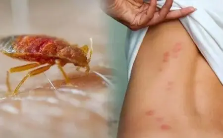 البق يجيب الفقر.. خبيرة طاقة تكشف مفاجأة بشأن وجود الحشرات في المنزل