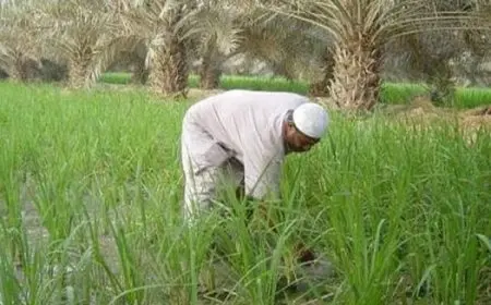 حسين أبو بكر: التسويق والتمويل أكبر مشكلتين تواجهان الفلاح المصري.. وهذه هي فوائد تطبيق مزارع