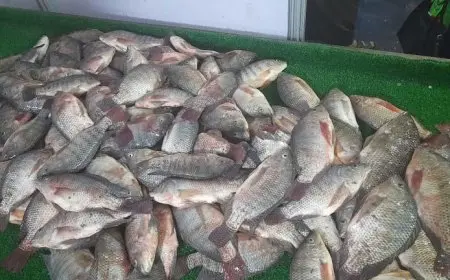 82 جنيها للبلطي.. أسعار السمك اليوم الأحد في سوق العبور