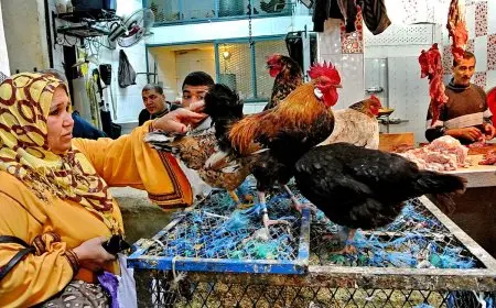 قفزة جديدة لـ أسعار الدواجن البيضاء اليوم.. كم وصلت ؟