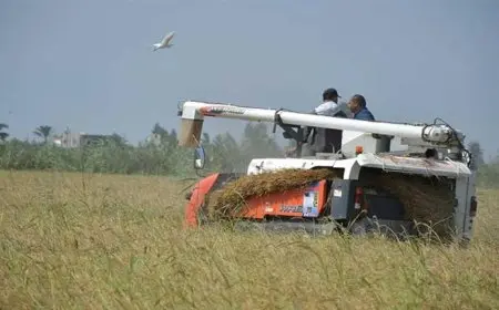 بلومبرج: مصر تقلص زراعة الأرز بنحو 32% في الموسم الجديد
