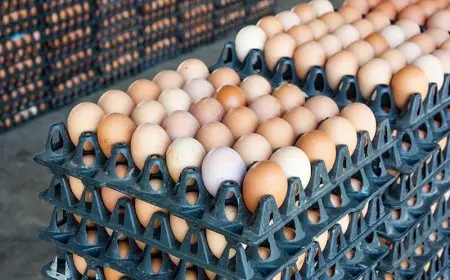 طرح كميات كبيرة من البيض بـ150 جنيهًا السبت المقبل.. التفاصيل
