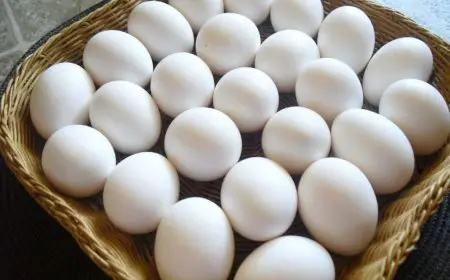 أسعار البيض اليوم السبت.. كم وصلت كرتونة الأبيض ؟