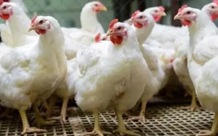 خريطة الأسعار اليوم: انخفاض الحديد والدواجن واللحوم وارتفاع الذهب