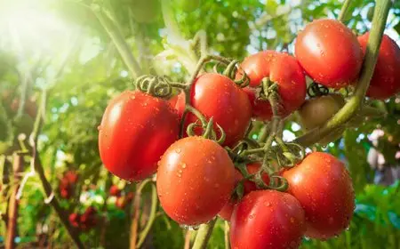 الكيلو بـ7 جنيهات.. شعبة الخضروات تكشف مفاجأة سارة بشأن سعر الطماطم