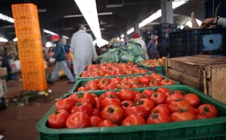 أسباب ارتفاع أسعار الطماطم في السوق المصرية