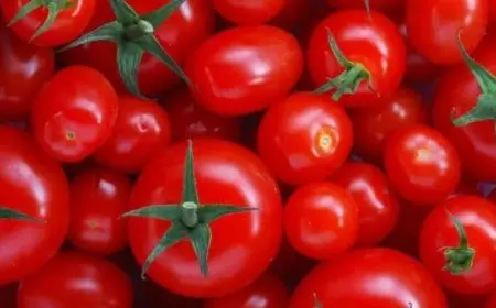 وكيل وزارة الزراعة يوضح سبب زيادة أسعار الطماطم: ارتفاعات تصل نسبتها لـ400%