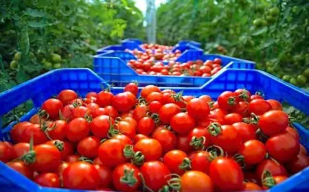 الزراعة تواصل ضخ السلع والمنتجات الغذائية بأسعار مخفضة للمواطنين