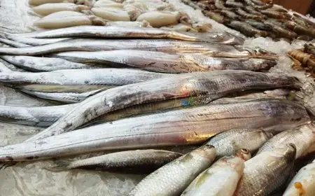 88 جنيها لكيلو البلطي.. أسعار السمك اليوم الجمعة في سوق العبور
