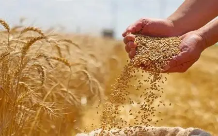 وسط وفرة الدولار.. تقرير أمريكي يرفع تقديرات واردات مصر من القمح في 2024-2025