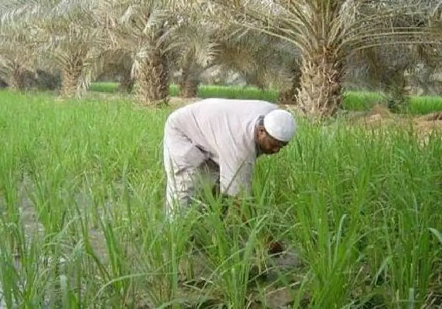 حسين أبو بكر: التسويق والتمويل أكبر مشكلتين تواجهان الفلاح المصري.. وهذه هي فوائد تطبيق مزارع