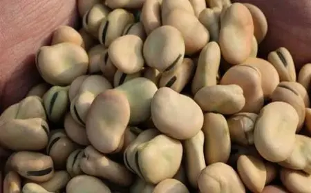 انخفاض أسعار الفول والدقيق والزيت اليوم الجمعة بالأسواق (موقع رسمي)