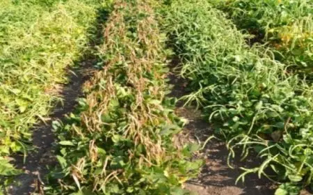 أكاديمية البحث العلمي تعلن نجاح ابتكار سلالات جديدة من الثوم واللوبيا