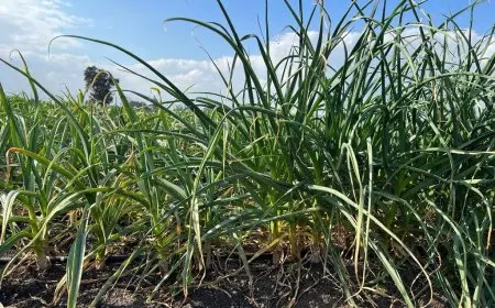 أكاديمية البحث العلمي والتكنولوجيا تعلن عن إنتاج أصناف جديدة من بعض الخضراوات