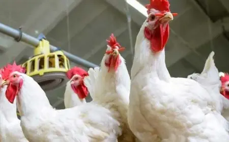 خريطة الأسعار اليوم: انخفاض الدواجن والحديد وارتفاع الأسمنت والذهب يستقر