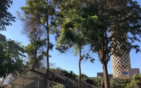 الزراعة تنفي إغلاق حديقة الزهرية بالزمالك: مفتوحة أمام الجمهور