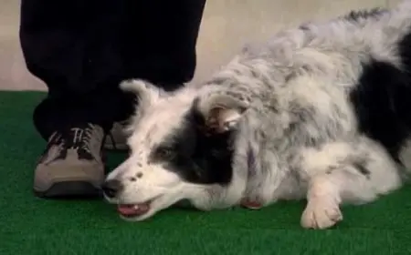 كلبة توقف سيارة شرطة فى واشنطن وترشدها لطريق المنزل لإنقاذ صاحبها