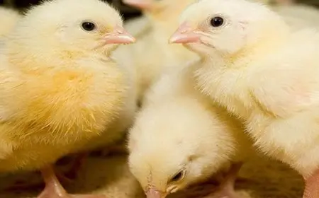 سعر الكتكوت يتجاوز سعر الدولار للمرة الثانية.. ما السبب؟