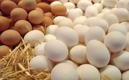 أسعار البيض اليوم الأحد في الأسواق (موقع رسمي)