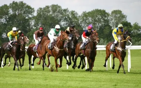 مصر تستضيف سلسلة سباقات كأس رئيس دولة الإمارات للخيول العربية