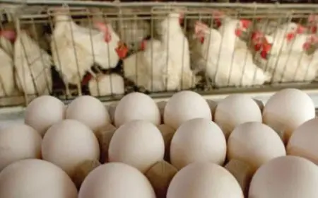 رئيس شعبة البيض: البيع بالمزرعة يتم حسب الوزن.. ونطالب بوضع معادلة سعرية