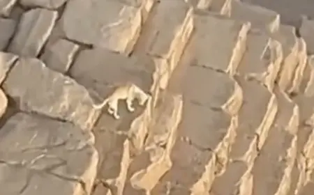 بعد واقعة الأهرامات.. مراد مكرم: كلابنا البلدي بتعمل عظمة