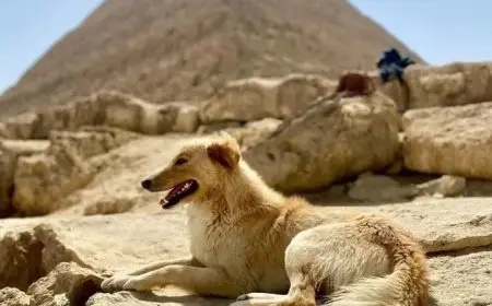 كلب فوق قمة الهرم الأكبر يشعل مواقع التواصل.. المغامر الأمريكي يروي التفاصيل