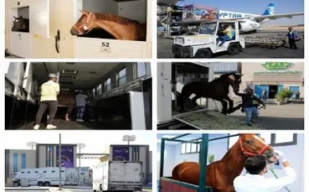 وصول عدد من الخيول المشتركة في بطولة مصر الدولية للفروسية إلى مصر عبر مطار القاهرة