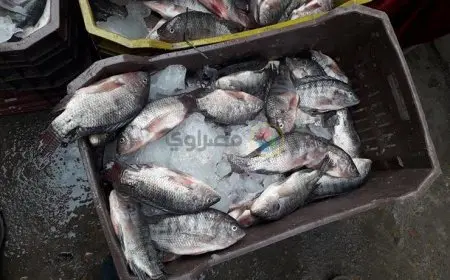 أسعار الأسماك والمأكولات البحرية اليوم في سوق العبور