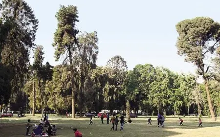 حقيقة قطع الأشجار النادرة بحديقة الأورمان.. وزارة الزراعة تكشف التفاصيل