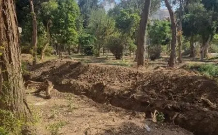 متحدث الزراعة ينفي قطع أشجار نادرة بحديقة الأورمان: ننشئ مركزًا لرعايتها