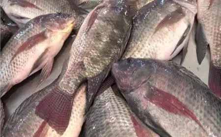 82 جنيها لكيلو البلطي.. أسعار الأسماك والمأكولات البحرية اليوم في سوق العبور